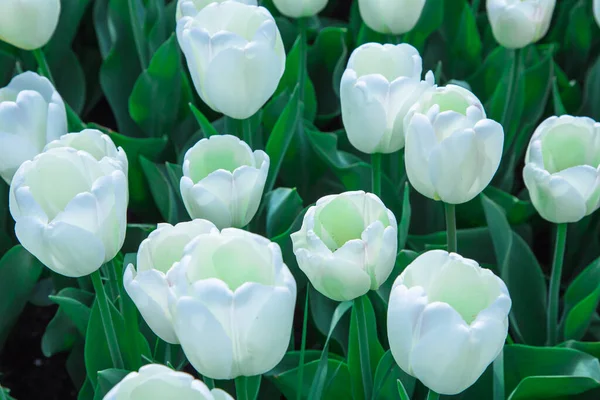 Białe Tulipany Szczegółowo — Zdjęcie stockowe
