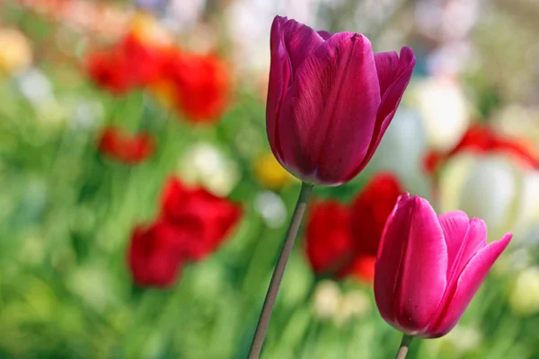 Tulpen Blühen Flora Frühling — Stockfoto