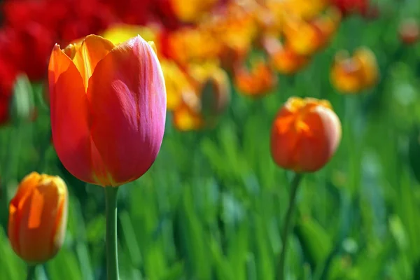 color palette of a tulip