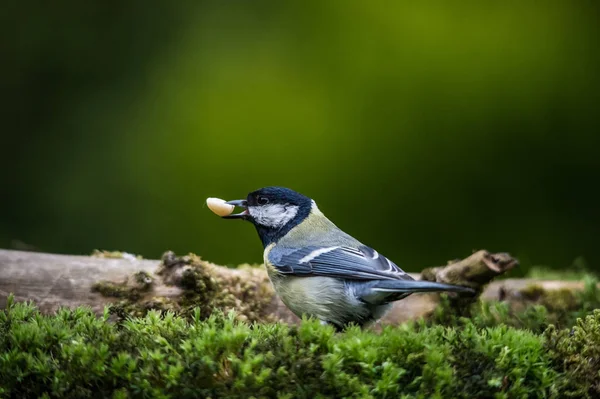 美しいタイマウスの鳥の風景 — ストック写真