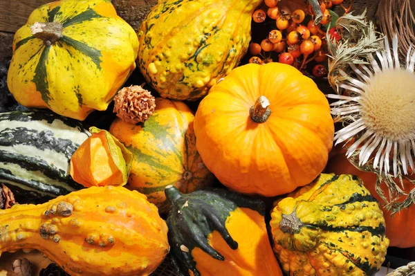 Thanksgiving Pumpkins Various Nuts Berries Wooden Boards — Stock Photo, Image