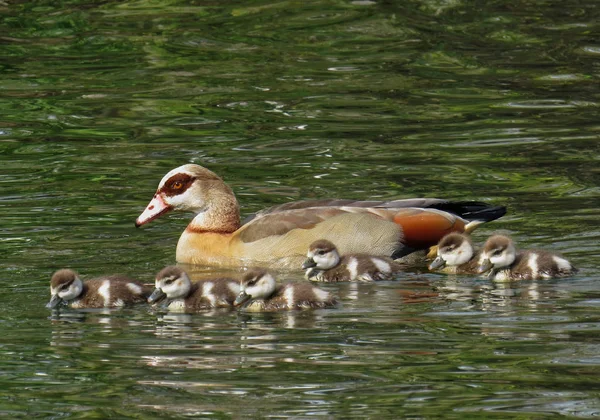 Oie Égyptienne Avec Des Garçons Trois Jours Poussins Sur Étang — Photo