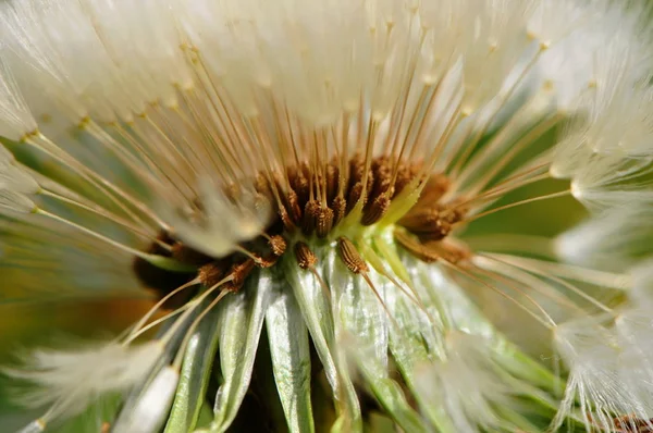 Letní Flóra Květinová Botanická Koncepce — Stock fotografie