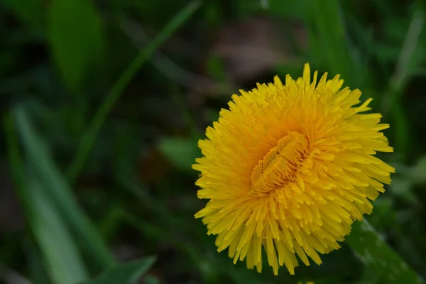 天然のタンポポの花の美しい景色 — ストック写真