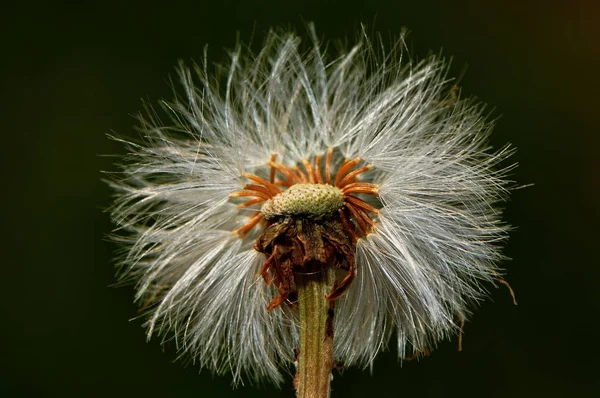 dandelion sends its seedpods parachute into the wide world