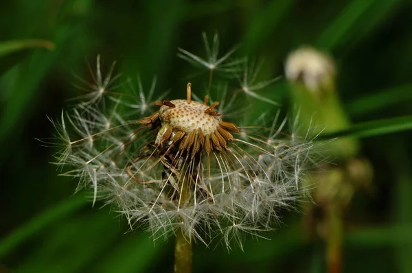 Концепція Літньої Флори Квітки Ботаніки — стокове фото