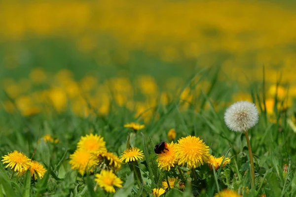 Vacker Utsikt Över Naturliga Maskros Blomma — Stockfoto