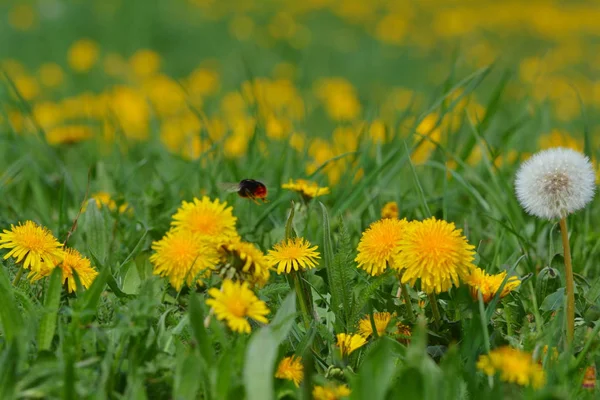 Vacker Utsikt Över Naturliga Maskros Blomma — Stockfoto