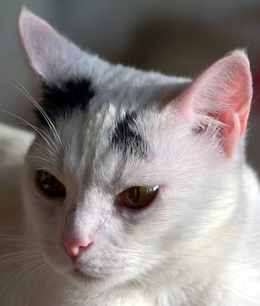 Animais Jovens Foco Seletivo — Fotografia de Stock