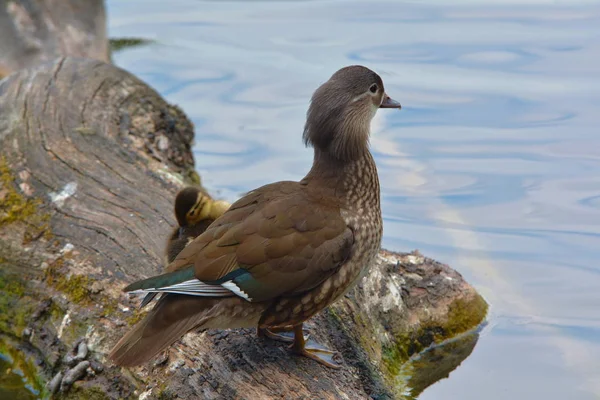 Mandarijn Bij Het Meer — Stockfoto