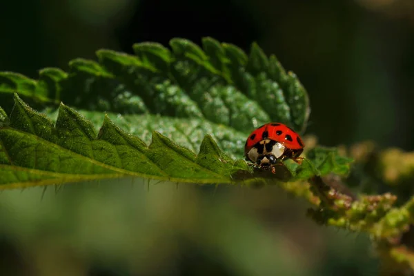 Vista Cerca Lindo Insecto Mariquita — Foto de Stock