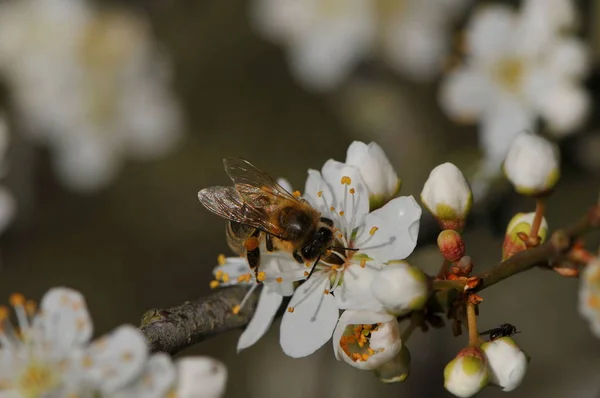 Μέλισσα Άνθος Κερασιάς — Φωτογραφία Αρχείου