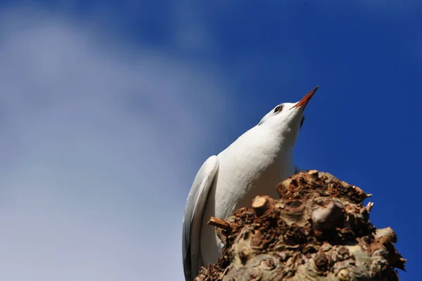 野鳥観察 野鳥観察 野鳥観察 — ストック写真