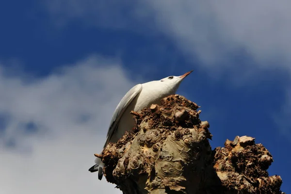 野鳥観察 野鳥観察 野鳥観察 — ストック写真