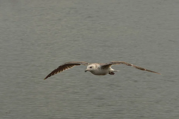 Malerischer Blick Auf Schöne Möwenvögel Der Natur — Stockfoto