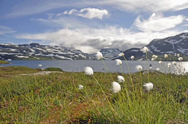 Noorwegen Natuur Landschap Achtergrond — Stockfoto