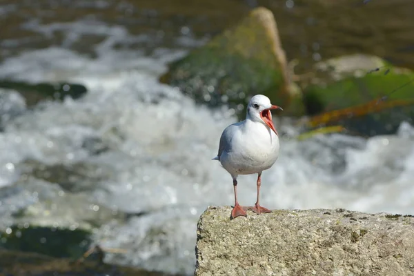 Scenic View Beautiful Cute Gull Bird — Stock Photo, Image