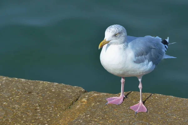 Gabbiani Sulla Costa Britannica — Foto Stock