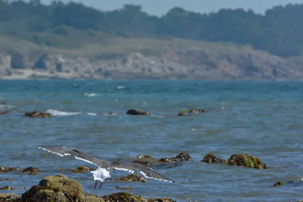 Gulls Brittany Coast — Stock Photo, Image