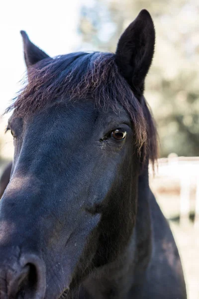 Черная Лошадь Лошадь — стоковое фото