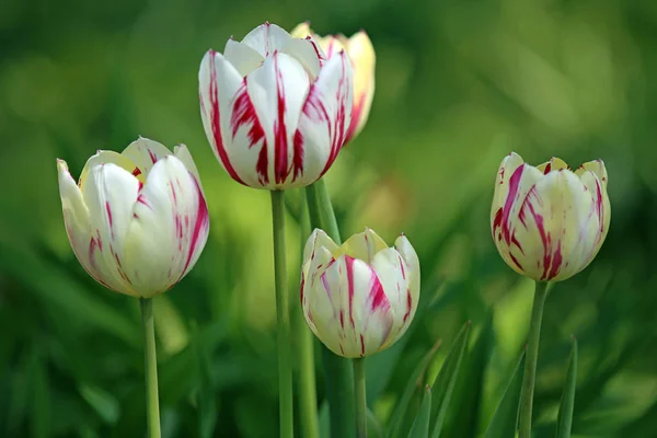 Красные Пятнистые Белые Тюльпаны — стоковое фото