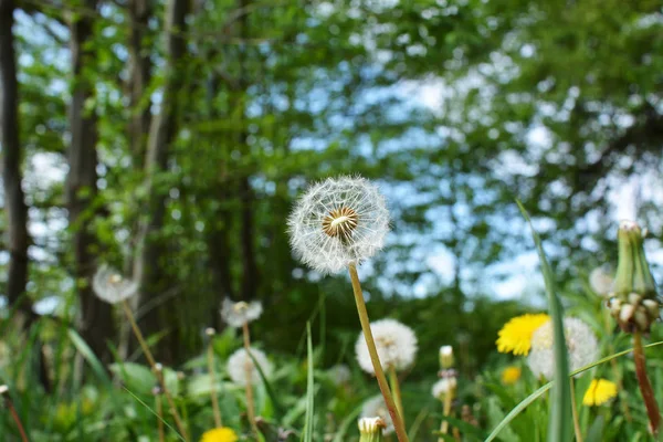 Piękny Widok Naturalnego Kwiatu Mniszka Lekarskiego — Zdjęcie stockowe