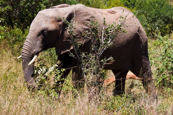 Grande Animal Africano Elefante — Fotografia de Stock