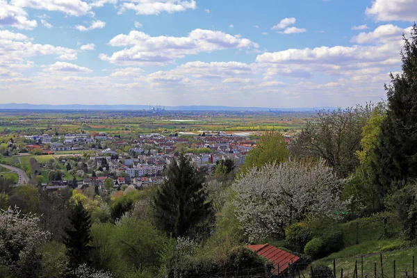 Oberrheinebene Dossenheim Dağ Yolunda — Stok fotoğraf