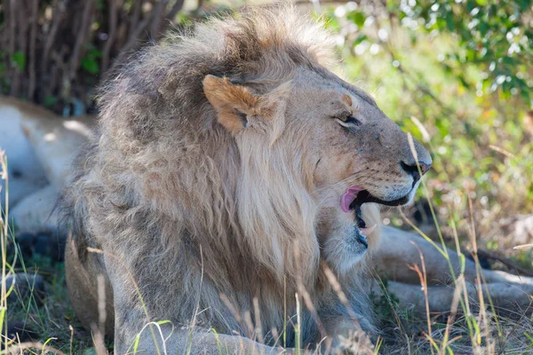 Löwe Der Savanne Afrikas — Stockfoto