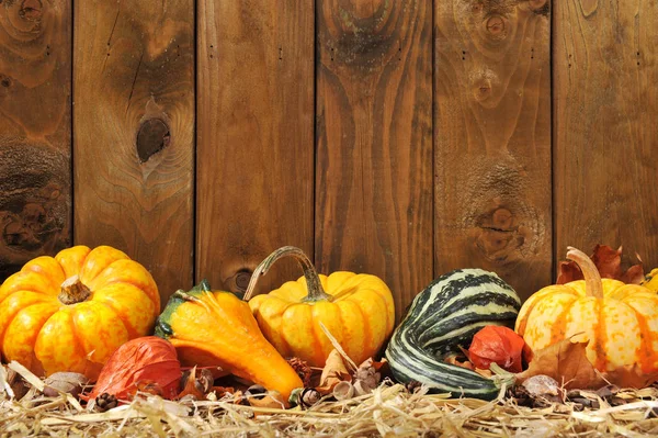 Thanksgiving Many Different Pumpkins Straw Front Old Weathered Wooden Wall — Φωτογραφία Αρχείου