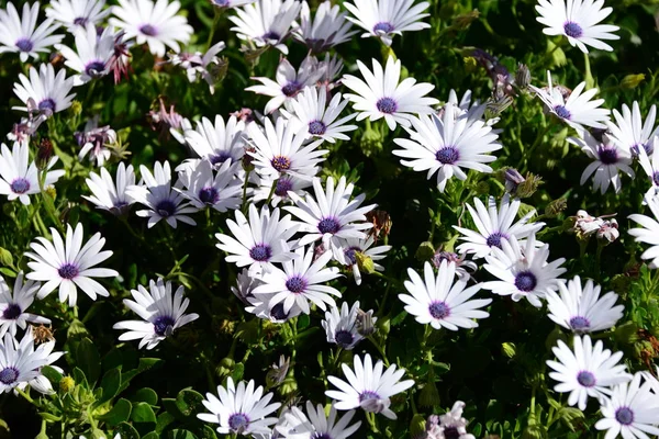 Beautiful Summer Flowers Flora Botany — Stock Photo, Image