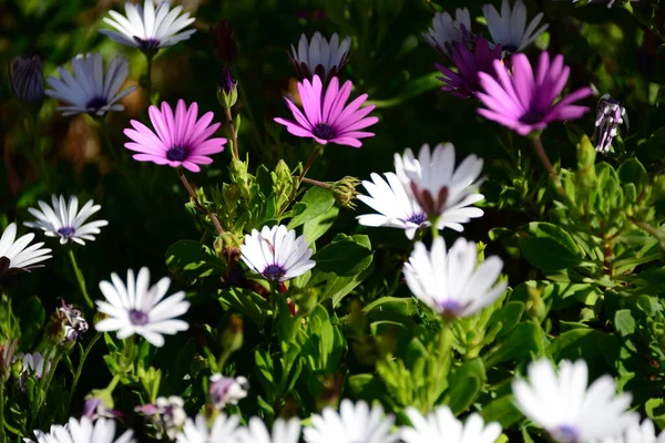 Hermosas Flores Verano Flora Botánica —  Fotos de Stock