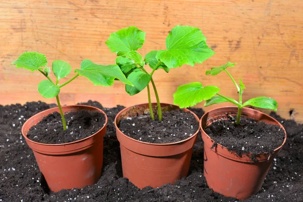 Gärtner Pflanzung Boden Flora — Stockfoto