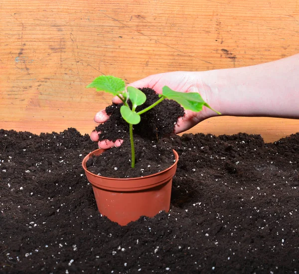 Jardinero Manos Planta Tierra — Foto de Stock