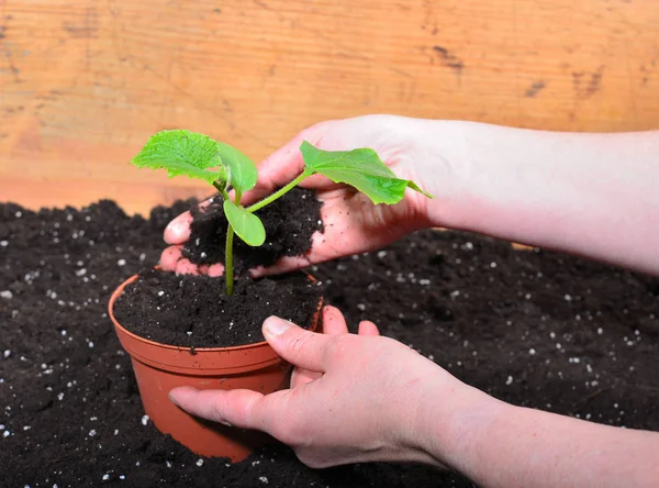 Jardinero Manos Planta Tierra — Foto de Stock