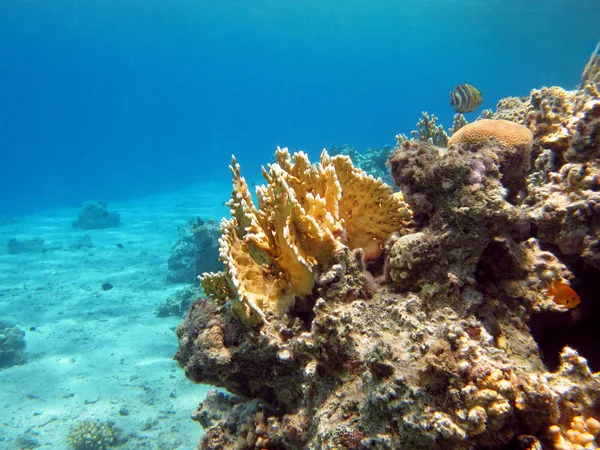 Korallrev Med Gula Elden Korall Botten Tropiska Havet Blått Vatten — Stockfoto