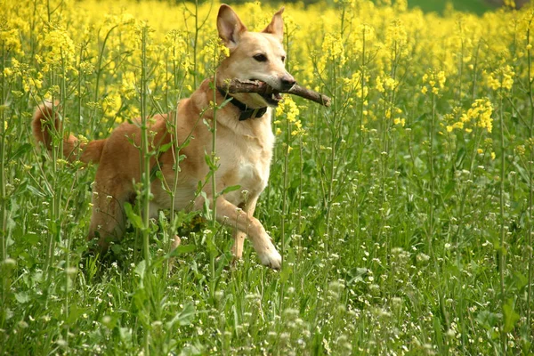 Dog Retrieves Canes Rape Field — Stock Photo, Image