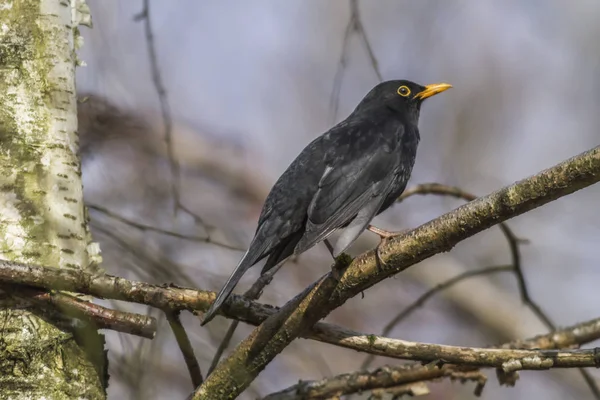 Blackbird Siedzi Gałęzi — Zdjęcie stockowe