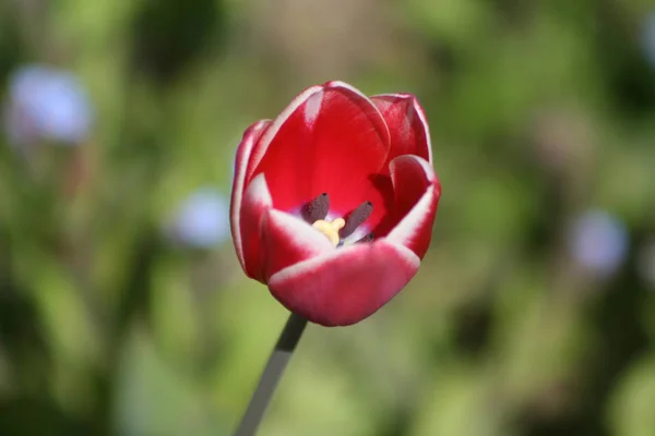 Tulipány Okvětní Lístky Jarní Flóra — Stock fotografie