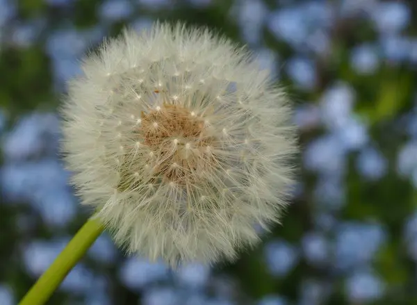 Schöne Aussicht Auf Natürliche Löwenzahnblume — Stockfoto