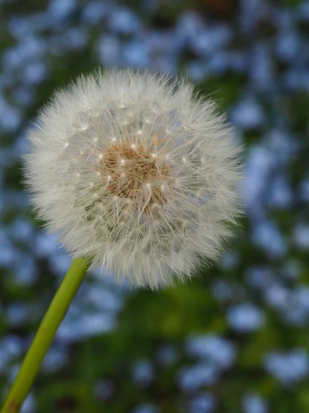 Schöne Aussicht Auf Natürliche Löwenzahnblume — Stockfoto