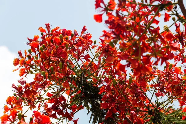 花の咲く木 赤い花のあるカラブ植物の植物種 — ストック写真