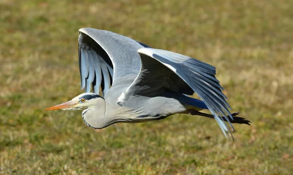 Vista Panorámica Garza Pájaro Naturaleza — Foto de Stock