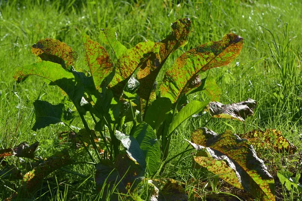 牧草地でのホラディッシュ — ストック写真