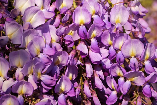 Macro Shot Flowers Chinese Glycine Wisteria Sinensis — стоковое фото