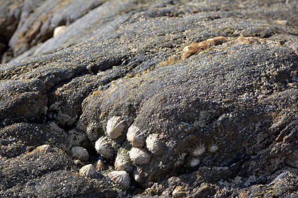 Piedras Volcánicas Negras Suelo — Foto de Stock