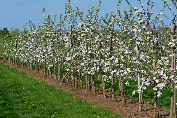 Fruit Tree Orchyard — Stock Photo, Image