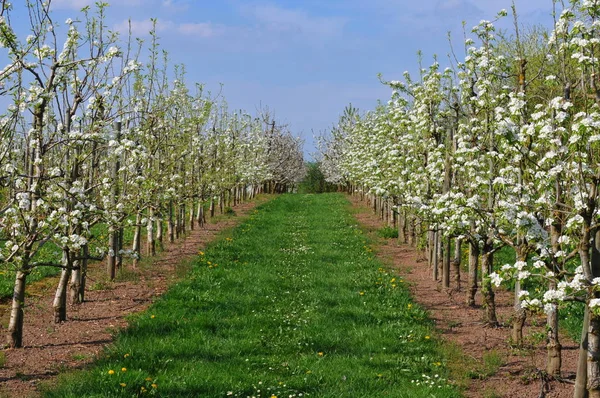 Scenic View Agriculture Countryside — Stock Photo, Image