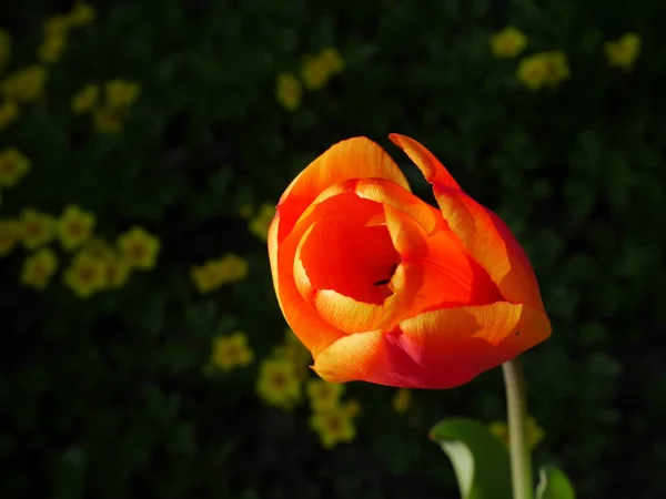 Printemps Belles Fleurs Tulipes Printemps Flore — Photo