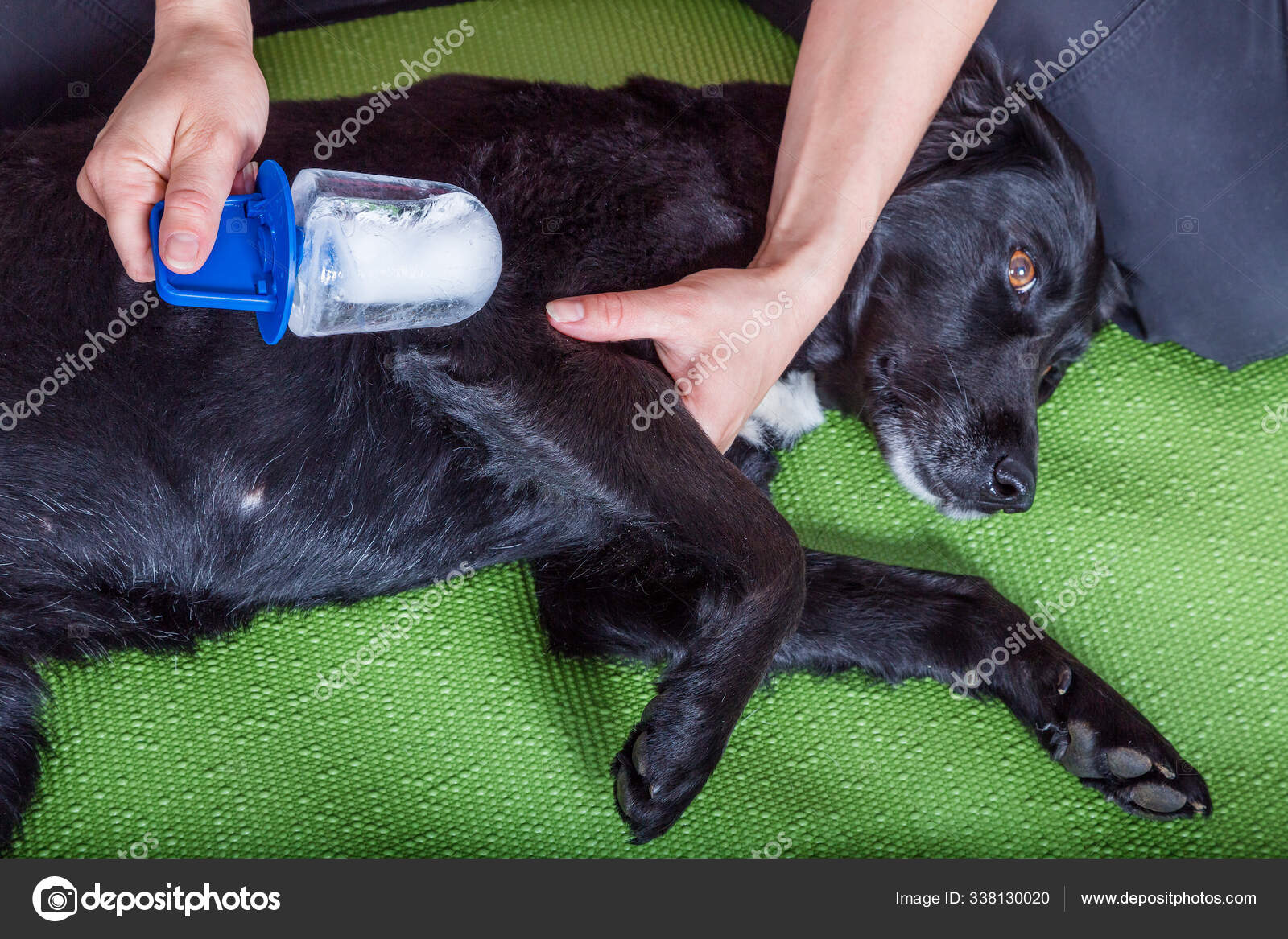 Dog Treated Cryotherapy — Stock Photo © PantherMediaSeller 338130020